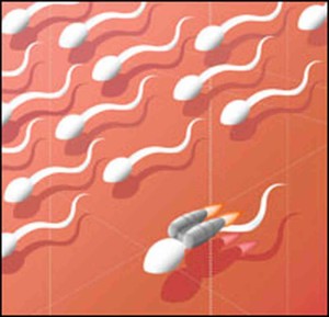 High sperm motility